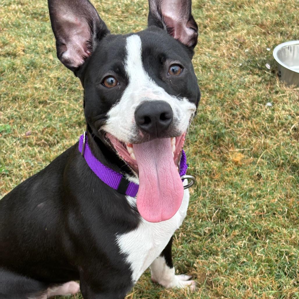 Enlarge Rufus, a Adoptable mixed breed in League City, TX image 3/6