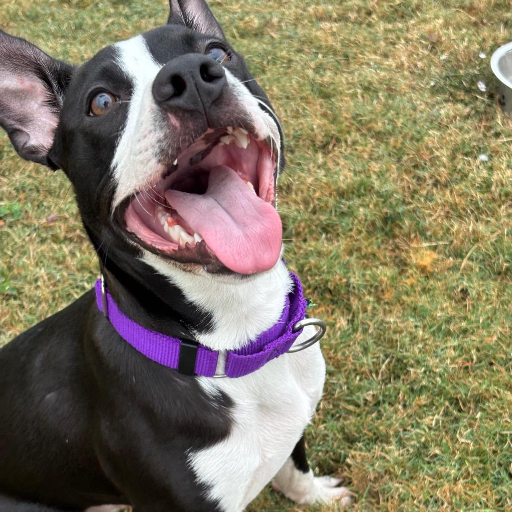 Enlarge Rufus, a Adoptable mixed breed in League City, TX image 4/6