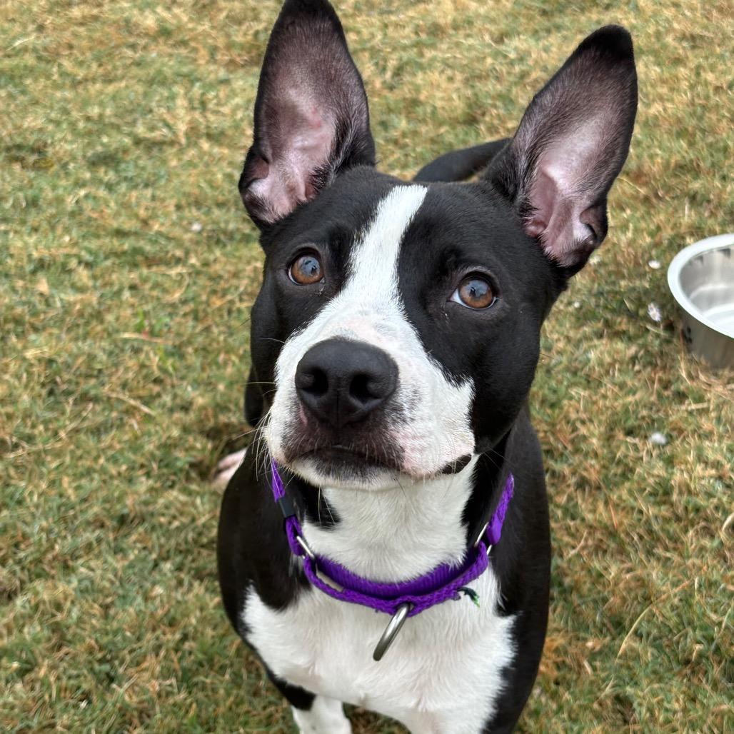 Rufus — thumbnail 5