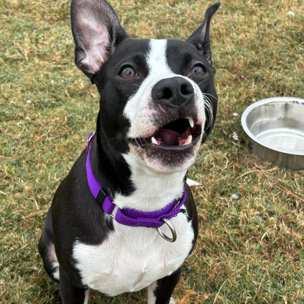 Enlarge Rufus, a Adoptable mixed breed in League City, TX image 6/6