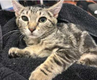 Paprika & Carolina, a Adoptable American Shorthair in Union City, NJ image 5/6