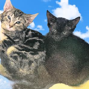Paprika & Carolina, a Adoptable American Shorthair in Union City, NJ image 6/6