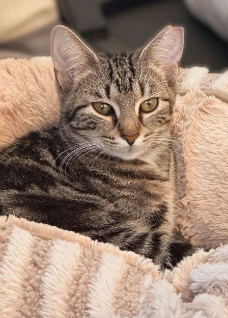 Paprika & Carolina, a Adoptable American Shorthair in Union City, NJ image 1/6