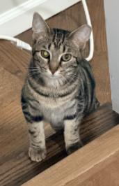 Enlarge Paprika & Carolina, an adoptable American Shorthair in Union City, NJ image 3/5