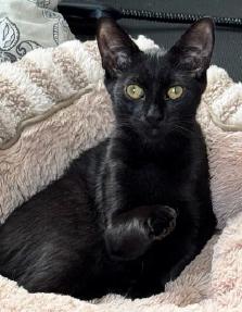 Enlarge Paprika & Carolina, an adoptable American Shorthair in Union City, NJ image 4/5