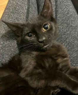 Paprika & Carolina, a Adoptable American Shorthair in Union City, NJ image 3/6