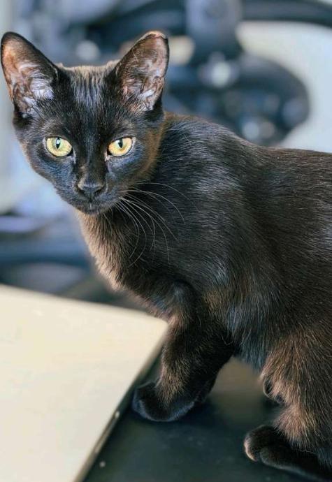 Paprika & Carolina, a Adoptable American Shorthair in Union City, NJ image 2/6