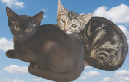 Paprika & Carolina, a Adoptable American Shorthair in Union City, NJ image 4/6