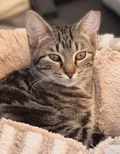 Enlarge Paprika & Carolina, an adoptable American Shorthair in Union City, NJ image 5/5