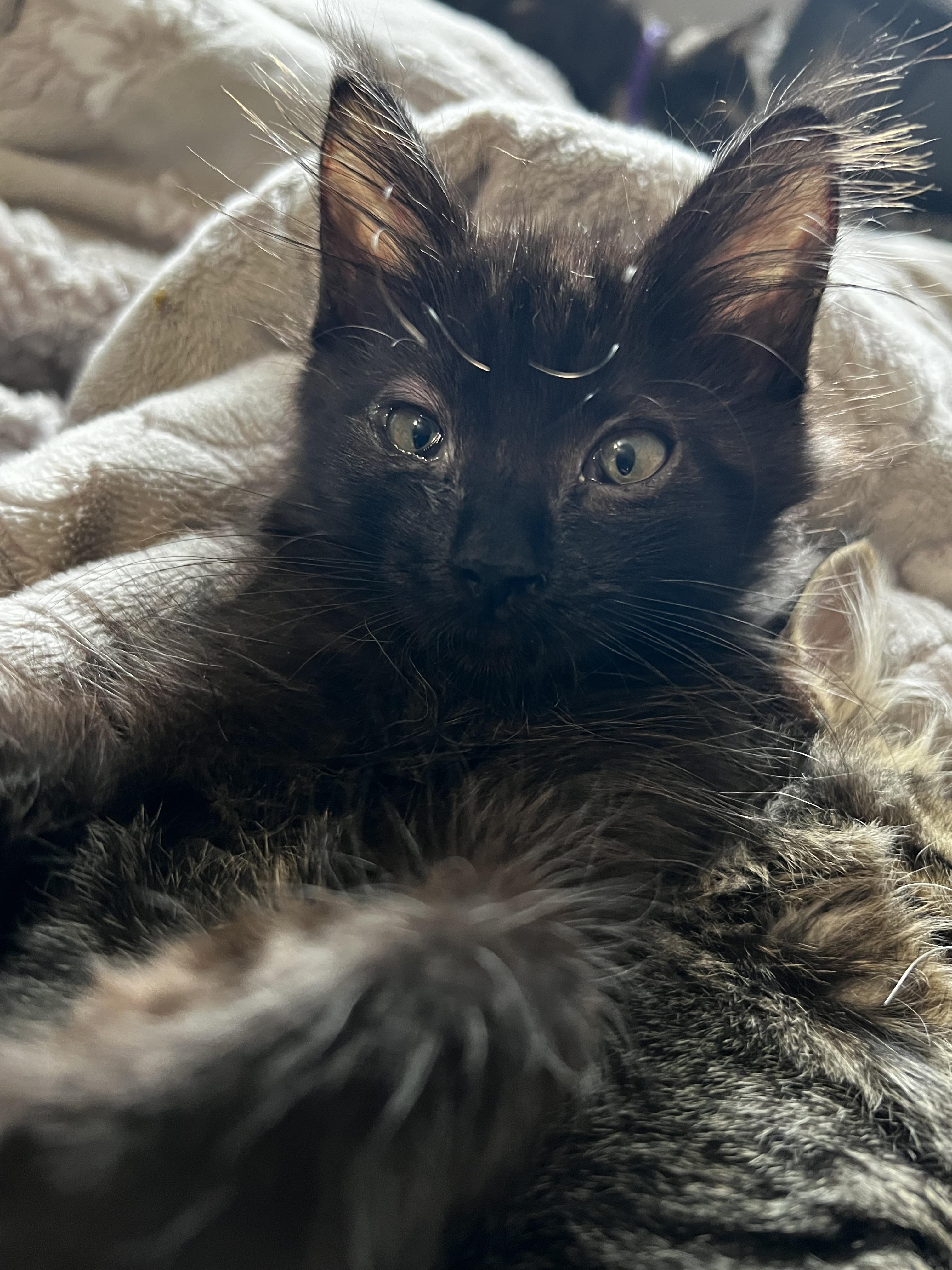 Enlarge Fluffy, a Adopted mixed breed in Sacramento, CA image 3/6