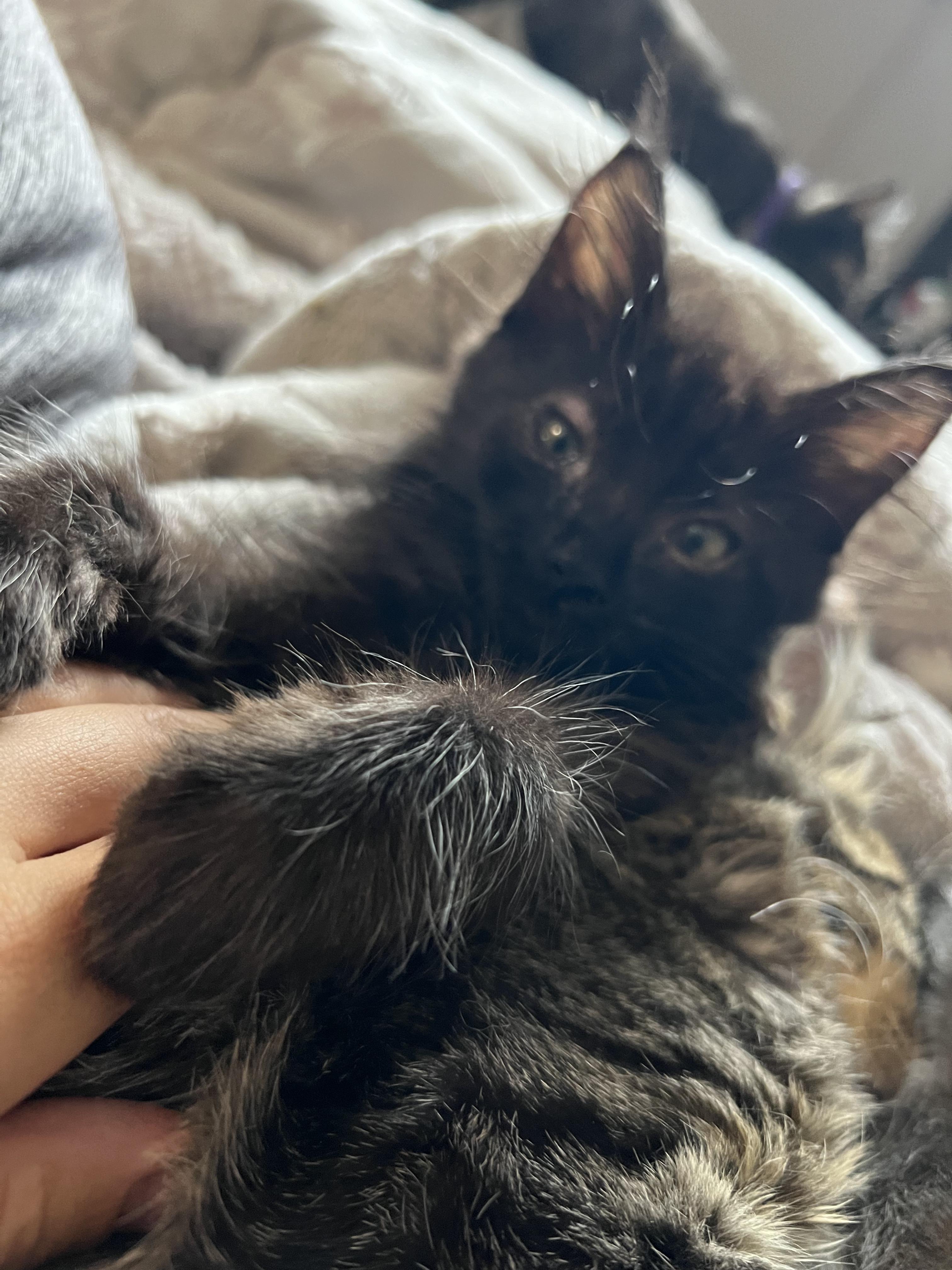 Enlarge Fluffy, a Adopted mixed breed in Sacramento, CA image 4/6