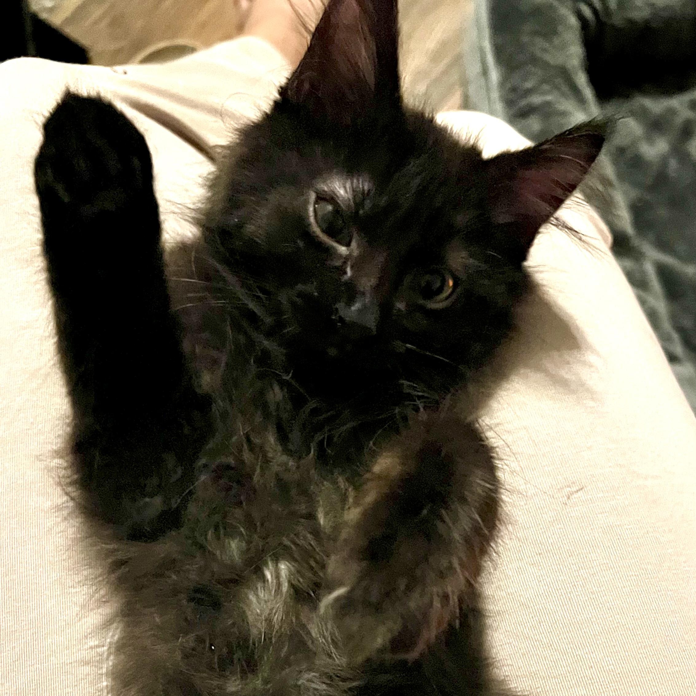 Fluffy, Adopted, Kitten Male Maine Coon & Domestic Long Hair.