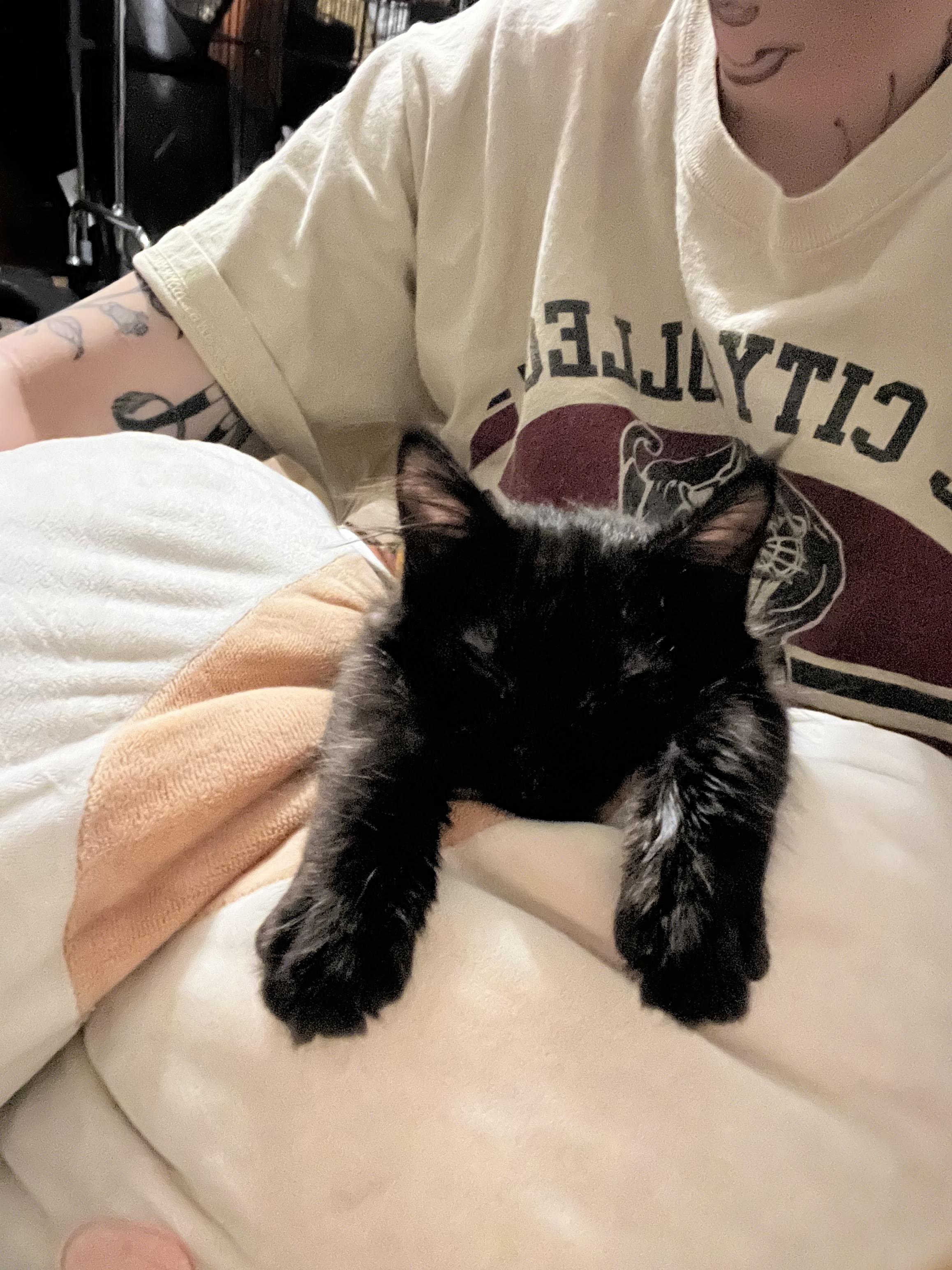 Enlarge Fluffy, a Adopted mixed breed in Sacramento, CA image 6/6