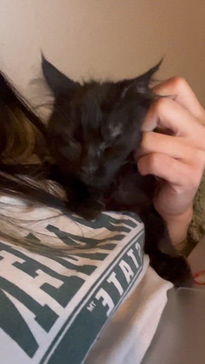 Enlarge Fluffy, a Adopted mixed breed in Sacramento, CA video 2/6