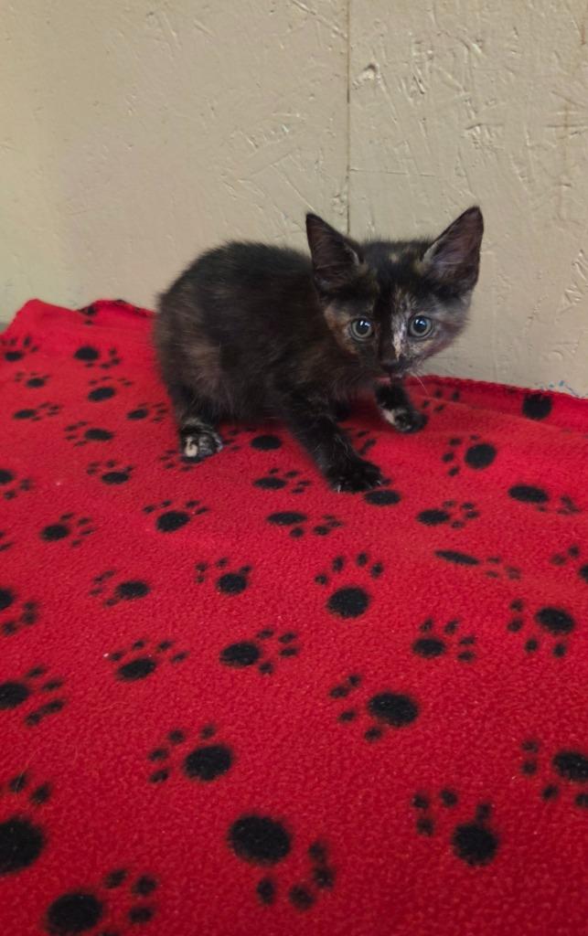 Toffee, Adoptable, Kitten Female Domestic Medium Hair.