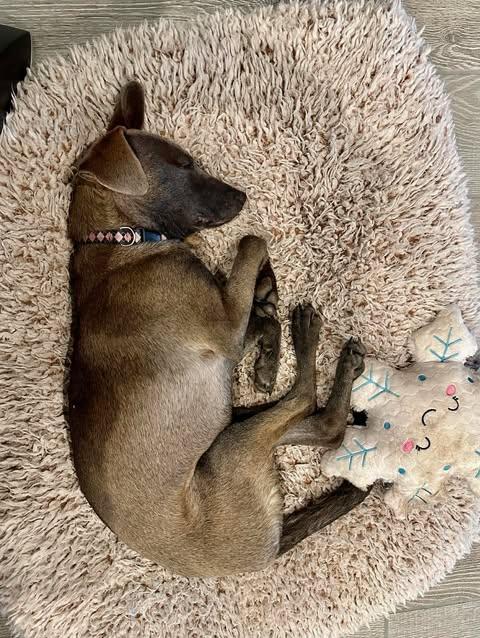 Sable, a Adoptable mixed breed in Vernon, CT image 5/6