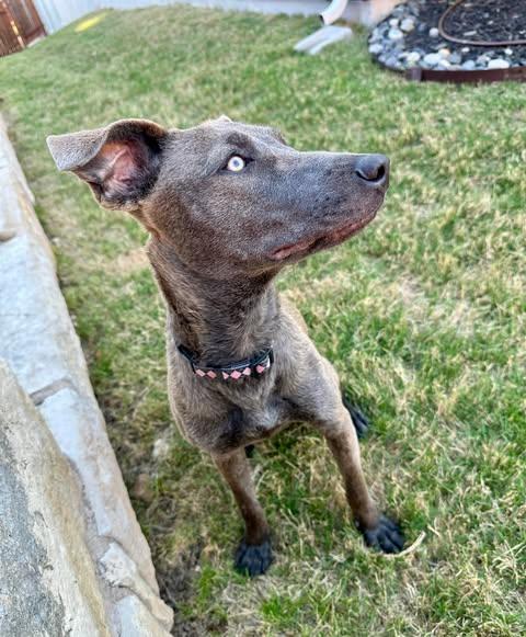 Sable, a Adoptable mixed breed in Vernon, CT image 3/6