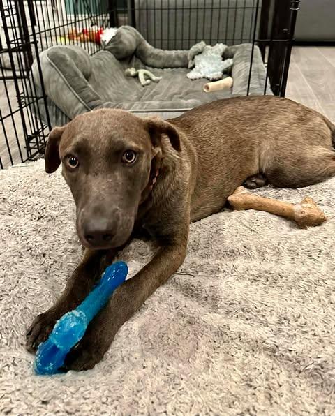 Sable, a Adoptable mixed breed in Vernon, CT image 2/6