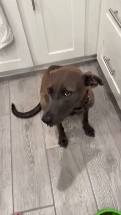 Enlarge Sable, a Adoptable mixed breed in Vernon, CT video 6/6