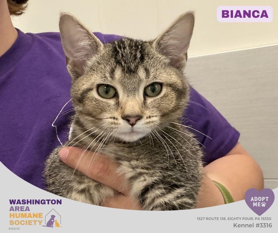 Enlarge Bianca, an adoptable mixed breed in Eighty Four, PA image 1/2
