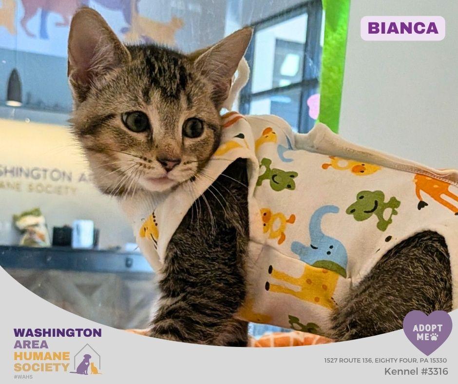 Bianca, adopted, Kitten Female Domestic Short Hair.