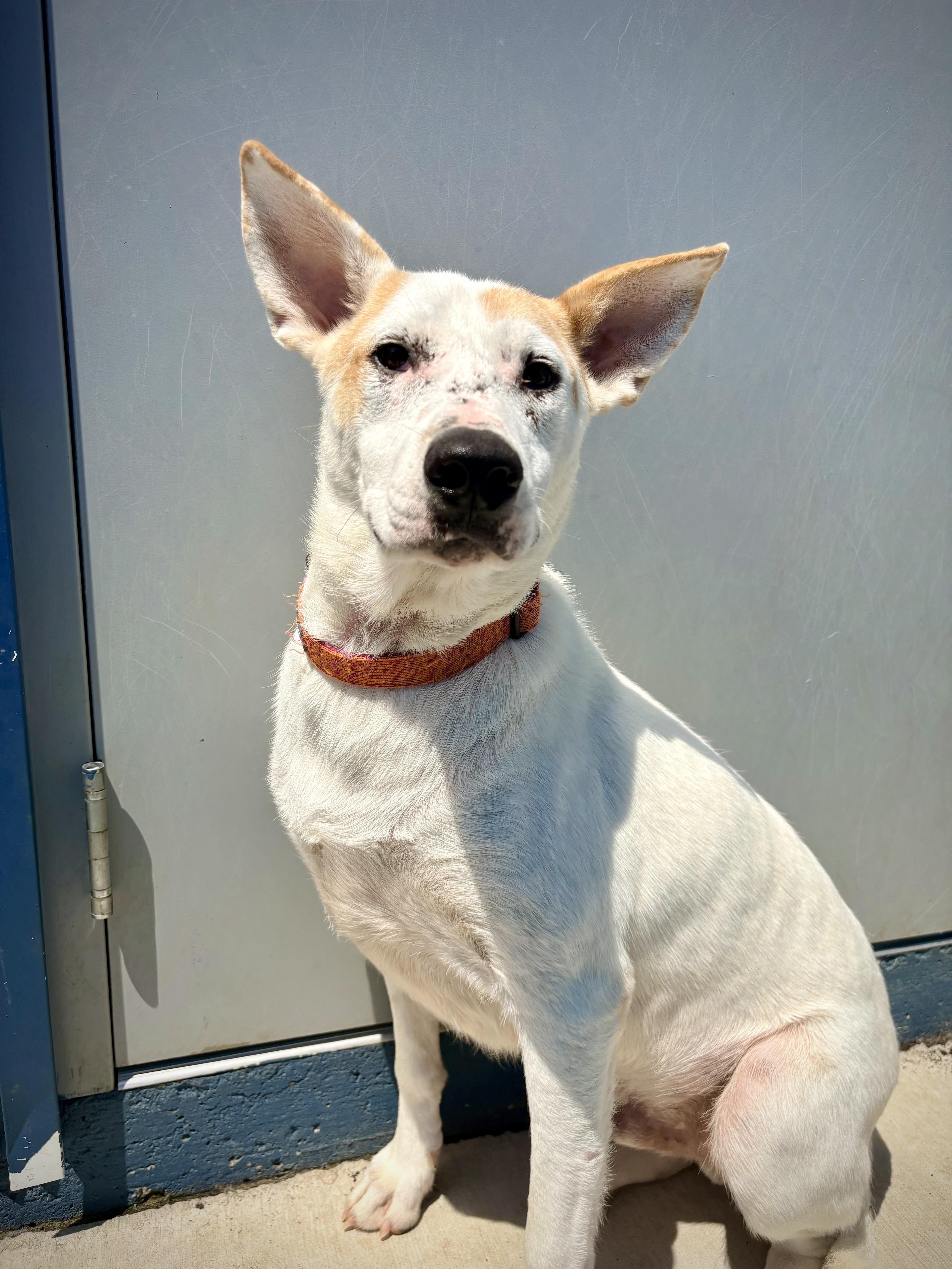 Enlarge Sarge, a ADOPTABLE mixed breed in Kalamazoo, MI image 2/5