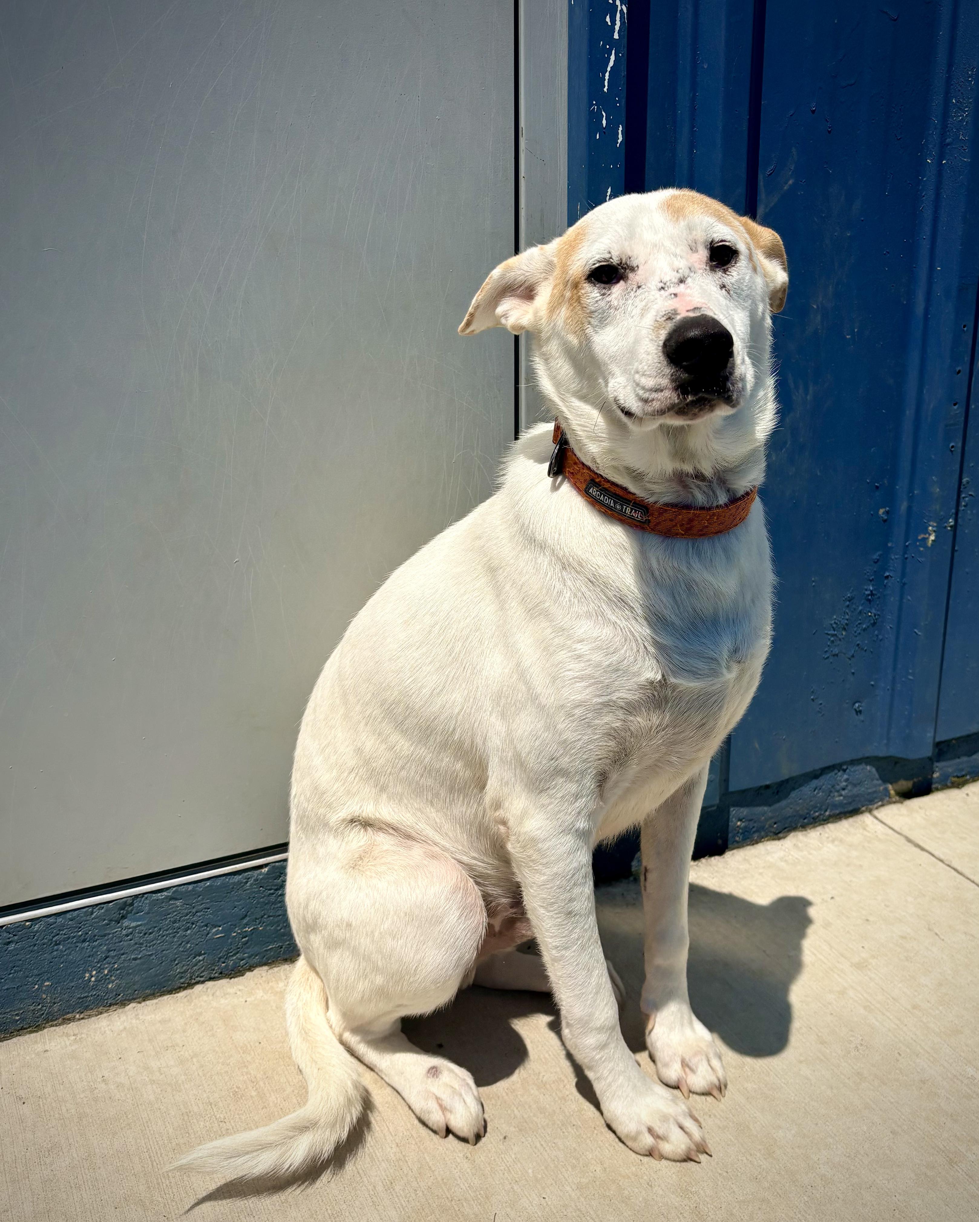 Enlarge Sarge, a ADOPTABLE mixed breed in Kalamazoo, MI image 3/5