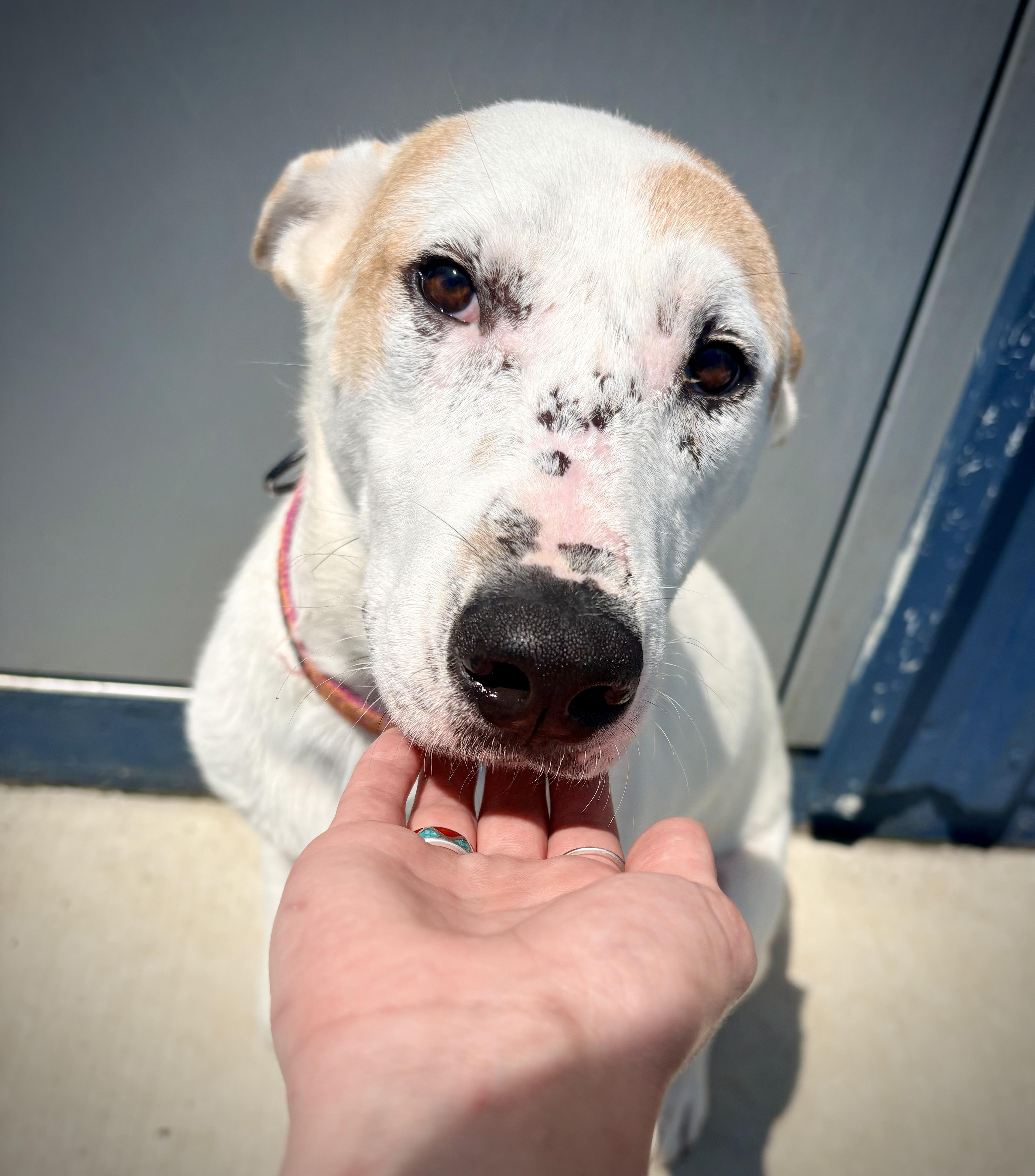 Enlarge Sarge, a ADOPTABLE mixed breed in Kalamazoo, MI image 4/5