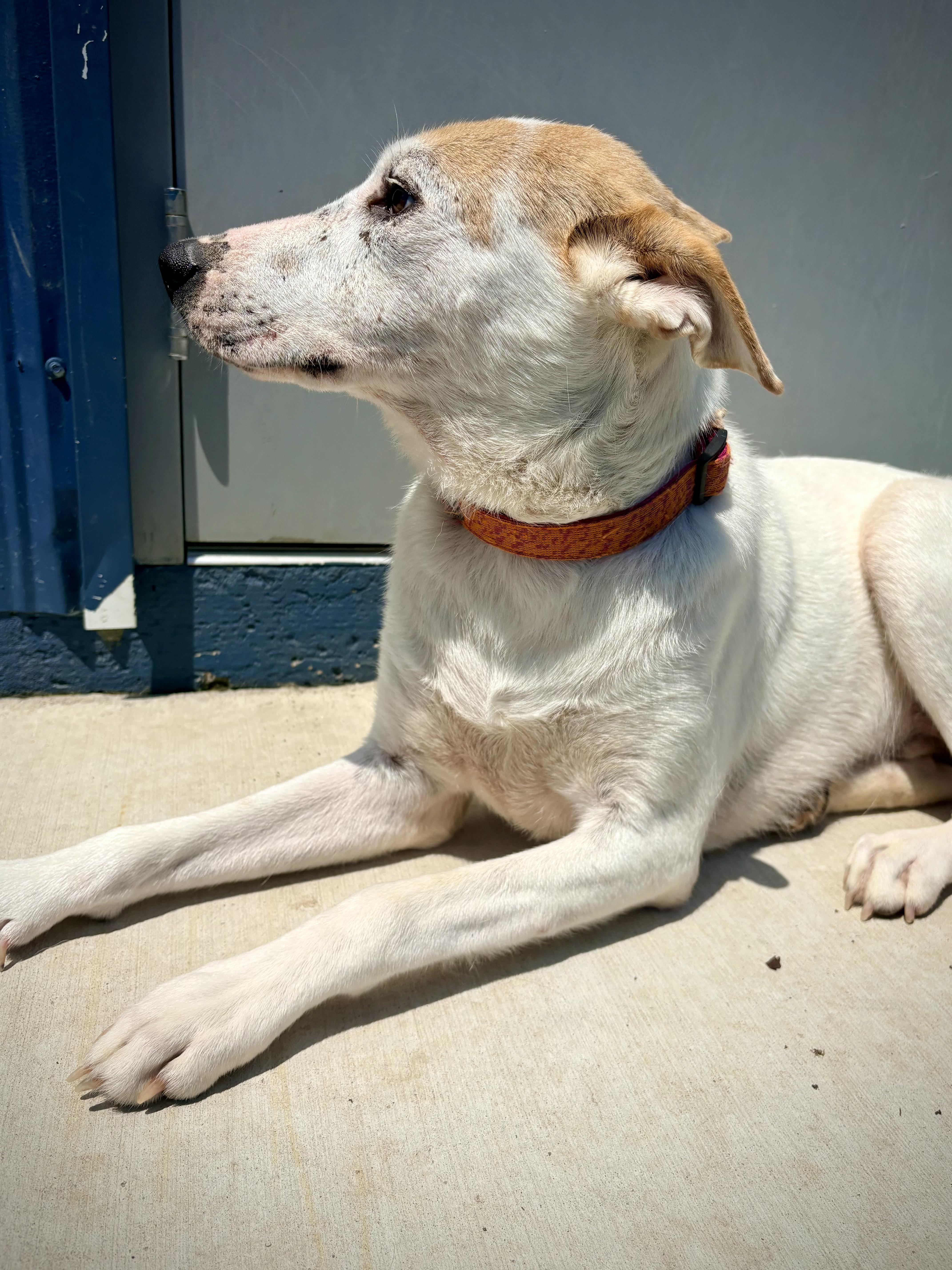 Enlarge Sarge, a ADOPTABLE mixed breed in Kalamazoo, MI image 5/5