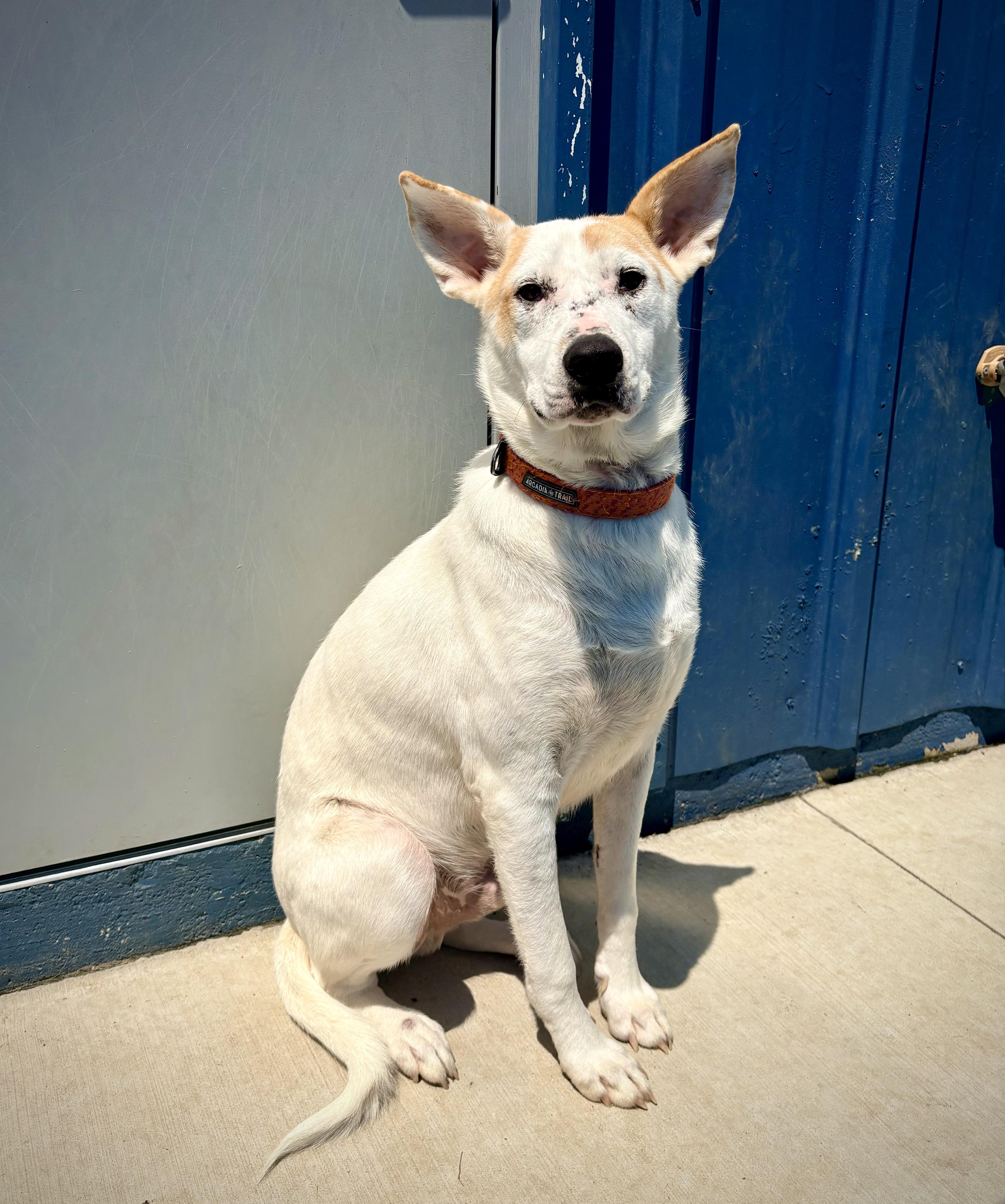 Sarge, ADOPTABLE, Young Male Shepherd.