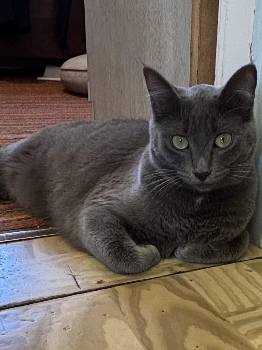 Enlarge Baby Gray, a Adoptable Domestic Medium Hair in Selah, WA image 4/5