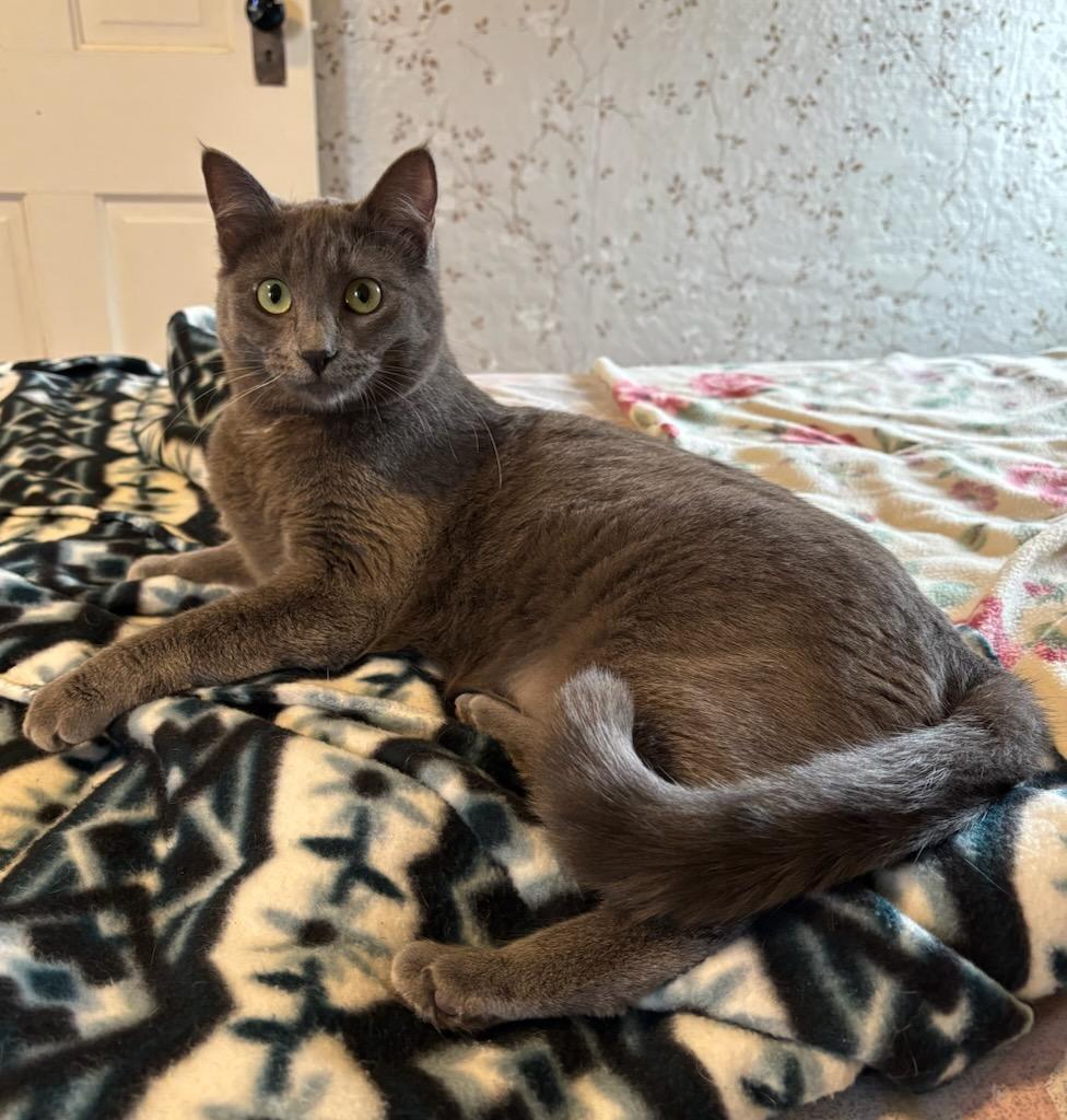 Baby Gray, Adoptable, Young Female Domestic Medium Hair.