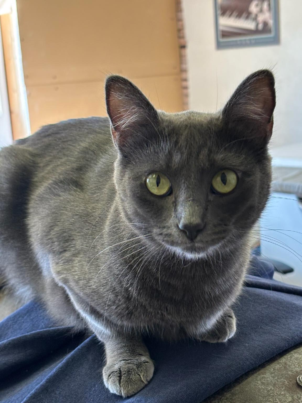 Enlarge Baby Gray, a Adoptable Domestic Medium Hair in Selah, WA image 5/5