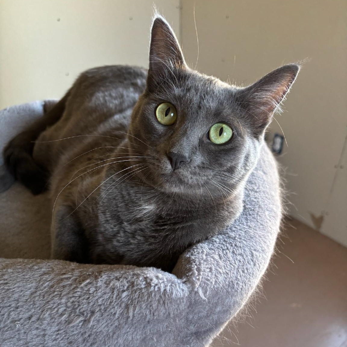 Baby Gray, Adoptable, Young Female Domestic Medium Hair.