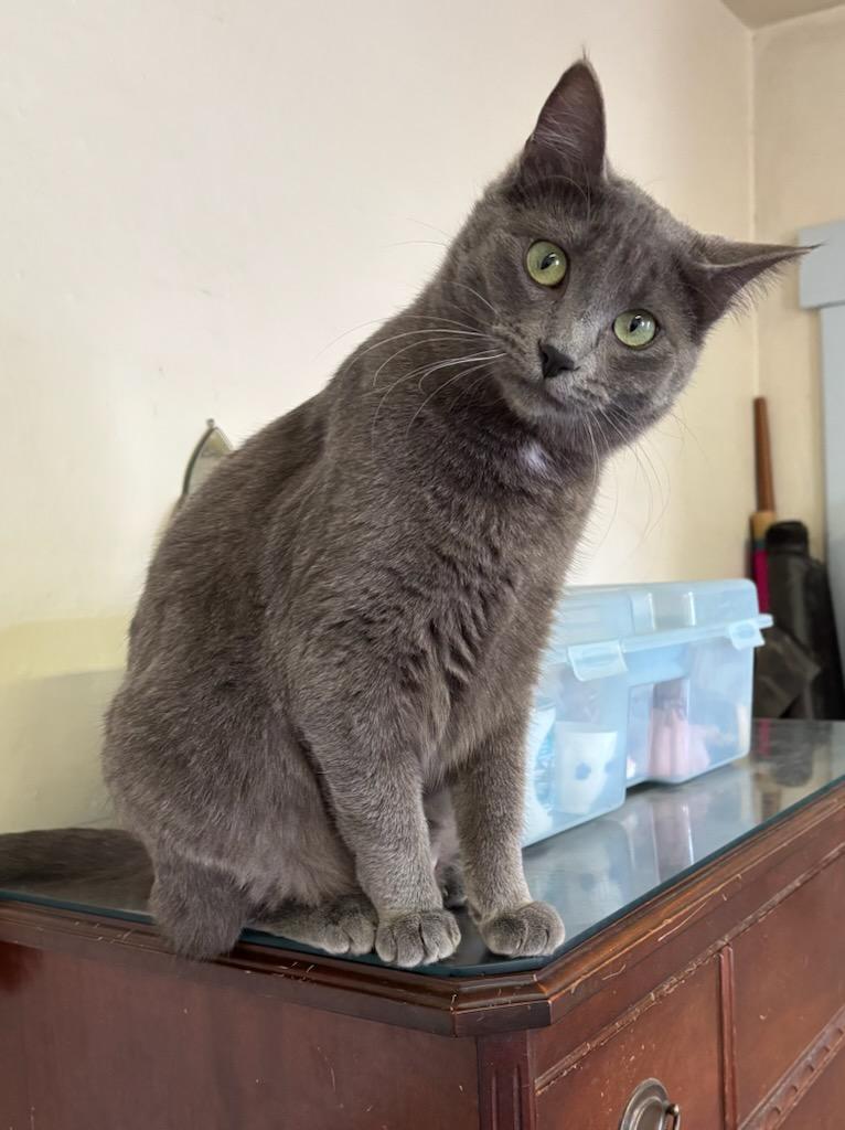Enlarge Baby Gray, a Adoptable Domestic Medium Hair in Selah, WA image 3/5