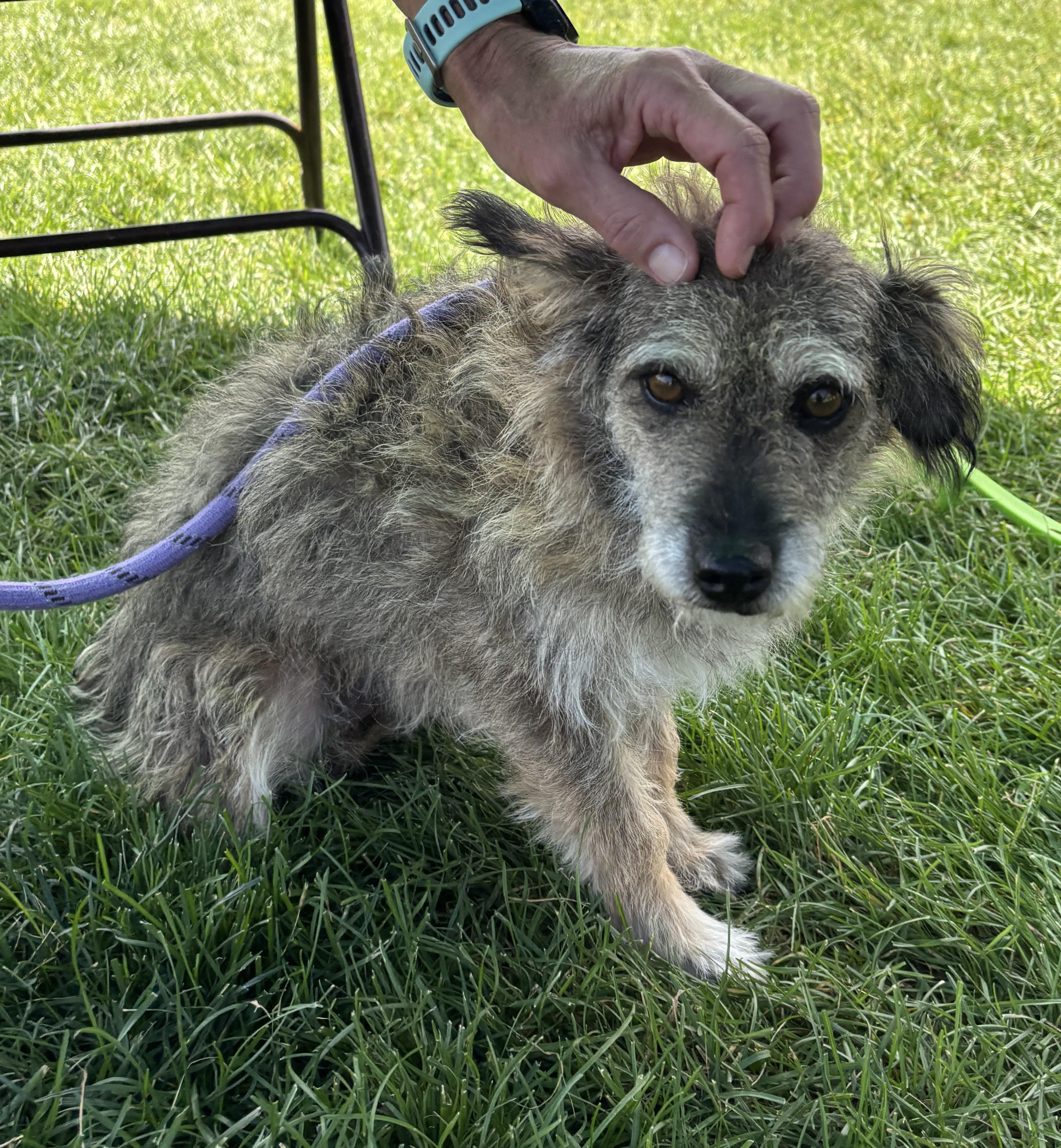 Enlarge Gizmo, a Adopted mixed breed in Montrose, CO image 1/3