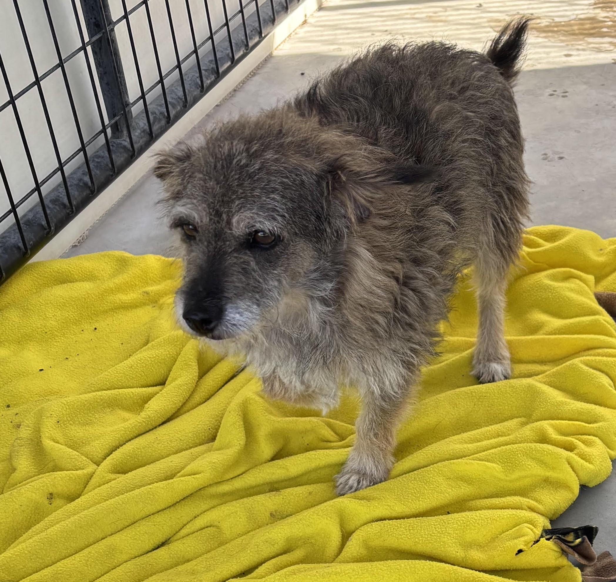 Enlarge Gizmo, a Adopted mixed breed in Montrose, CO image 3/3