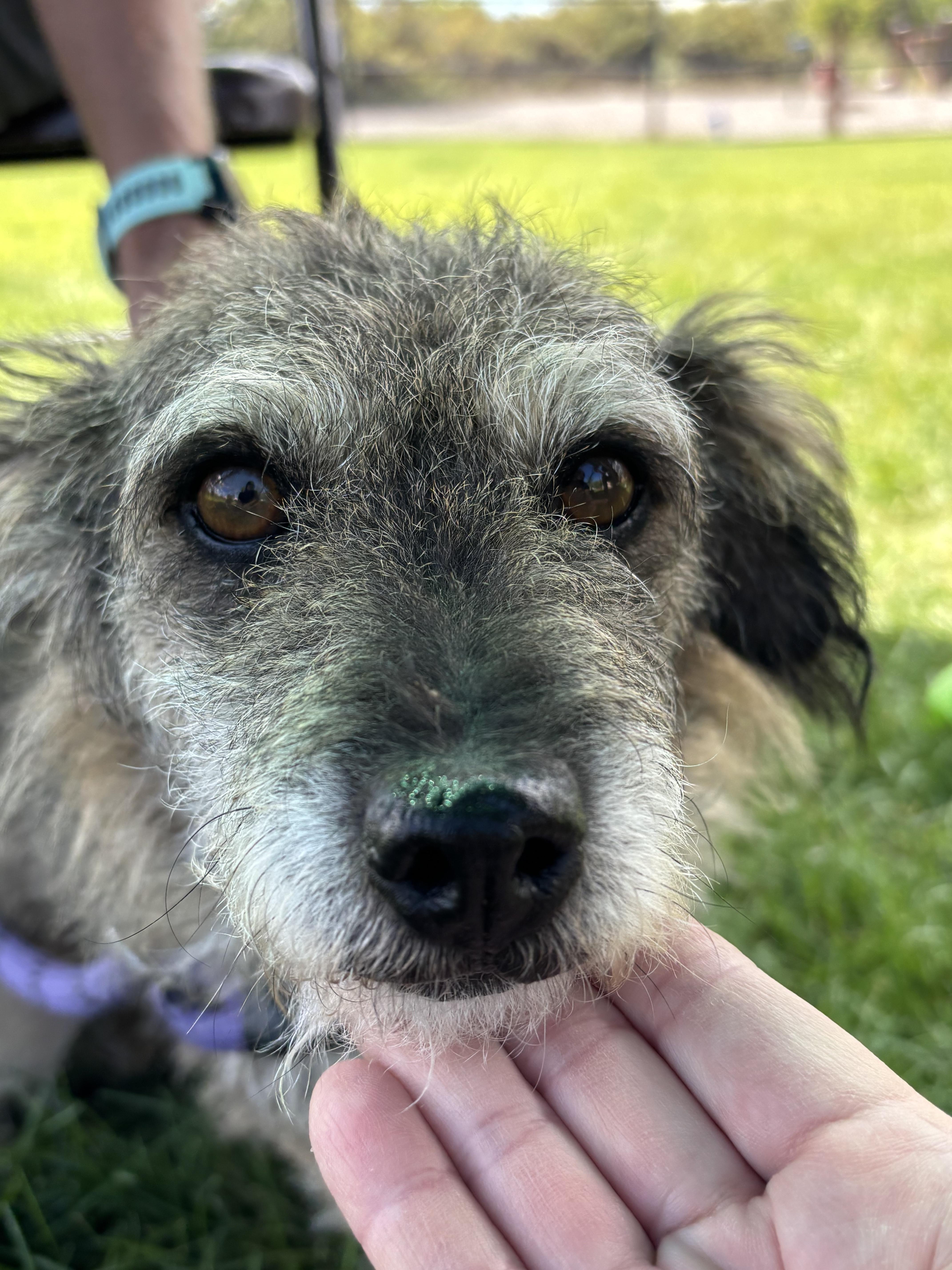 Enlarge Gizmo, a Adopted mixed breed in Montrose, CO image 2/3