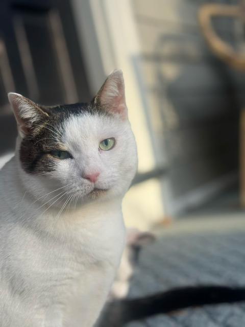 Enlarge Brows & Ivy, a Adoptable Domestic Short Hair in Thornwood, NY image 2/4