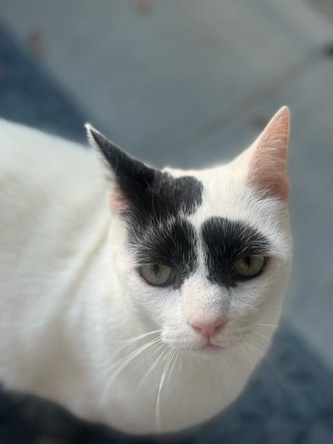 Brows & Ivy, Adoptable, Adult Female Domestic Short Hair.