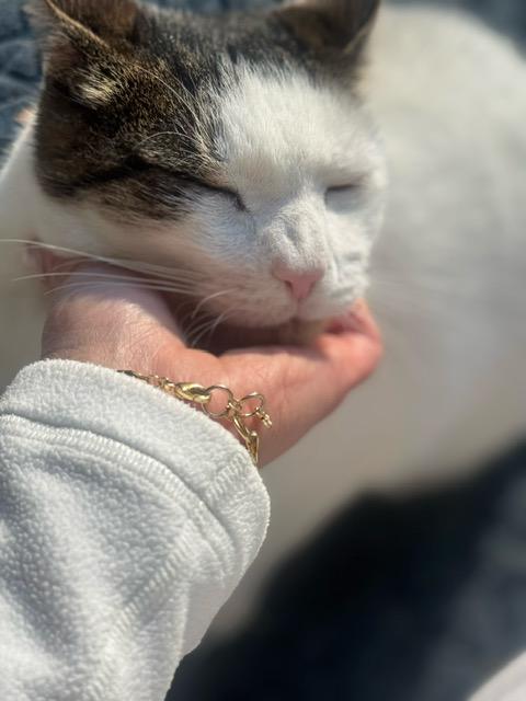 Enlarge Brows & Ivy, a Adoptable Domestic Short Hair in Thornwood, NY image 4/4