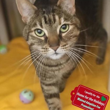 Enlarge Hazel, a ADOPTABLE Bengal in Santa Cruz, CA image 2/2