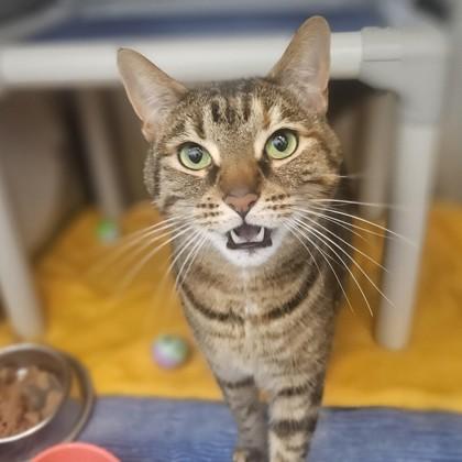Hazel, ADOPTABLE, Adult Female Bengal.