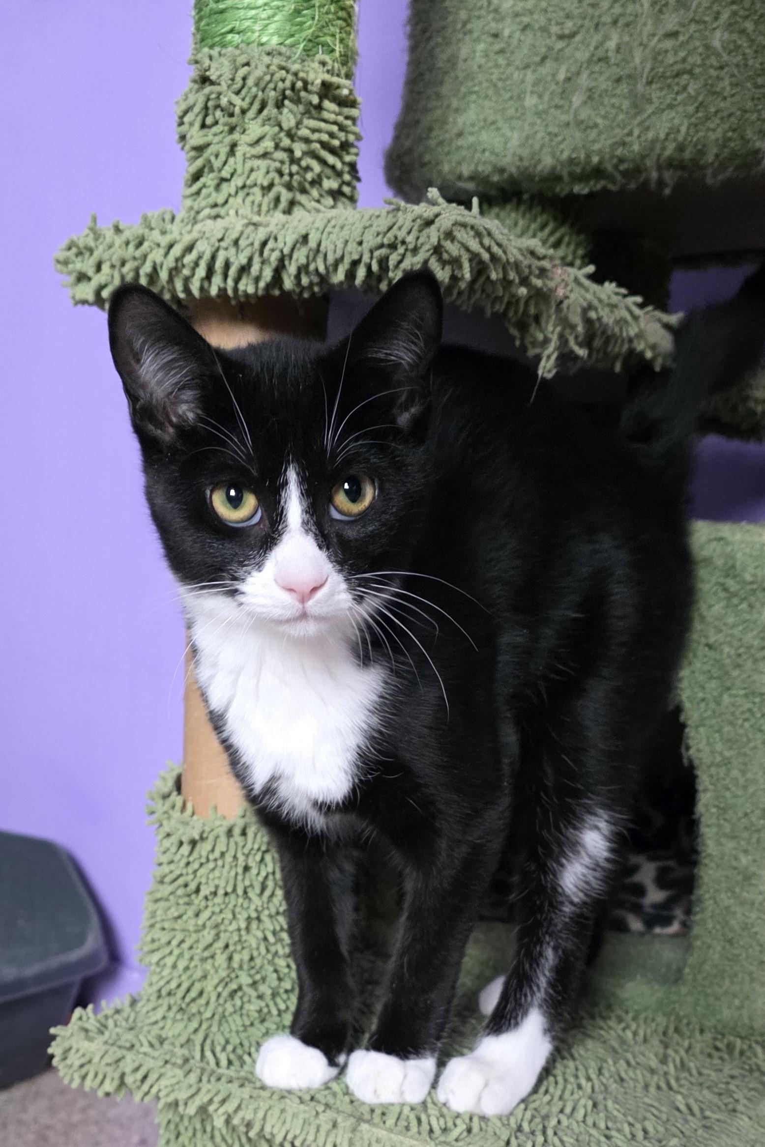 Enlarge Ozzy, a ADOPTABLE Domestic Short Hair in Elizabeth, IL image 1/2