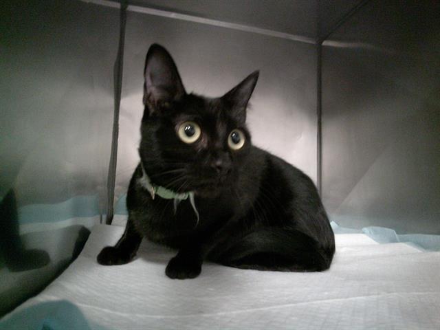 Enlarge RAVEN, a Adoptable Domestic Short Hair in Panama City, FL image 1/1