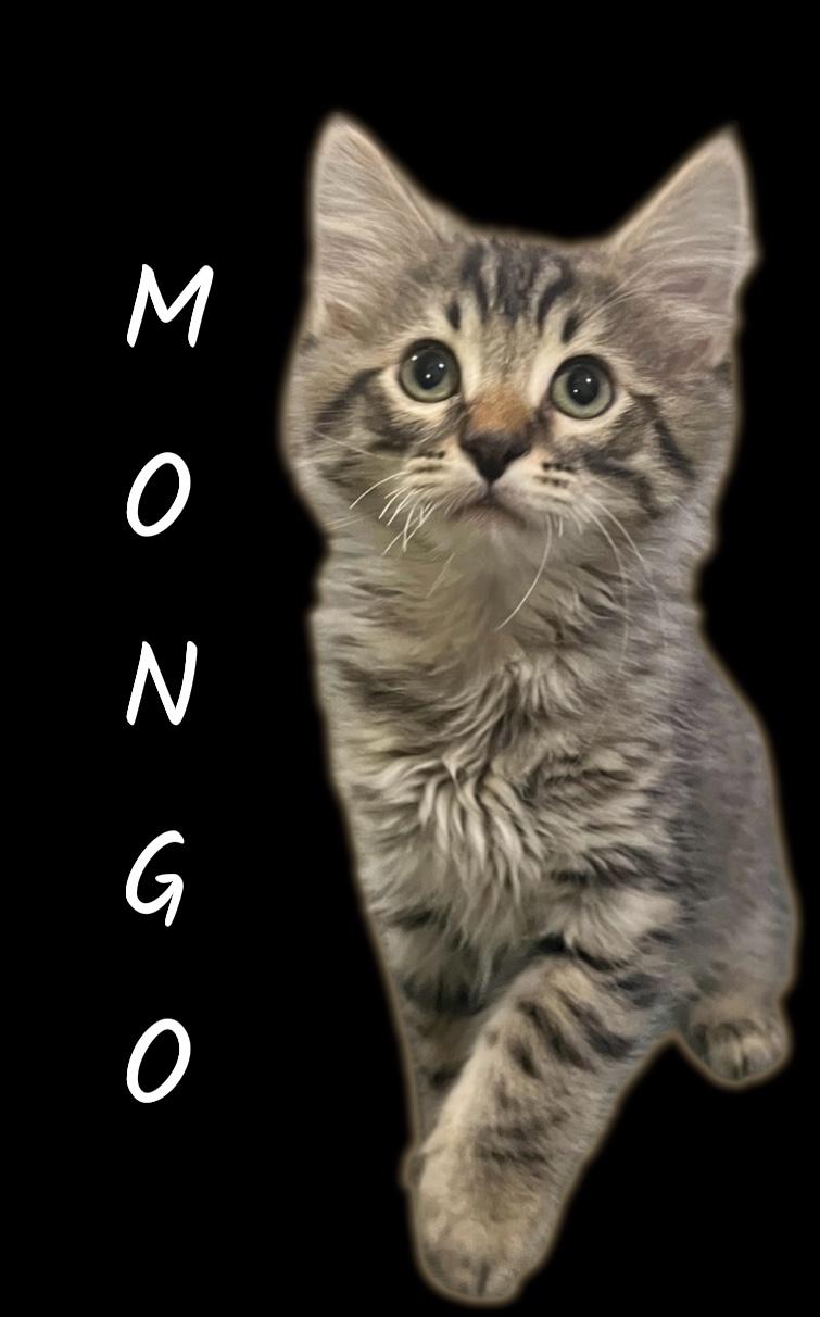 Mongo