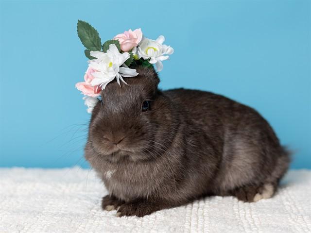 COCOA, Adoptable, Young Female Netherland Dwarf.