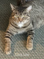 Cora Lee, a Adoptable Tiger in Keeseville, NY image 2/6
