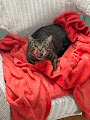 Cora Lee, a Adoptable Tiger in Keeseville, NY image 3/6
