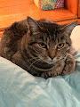 Cora Lee, a Adoptable Tiger in Keeseville, NY image 6/6